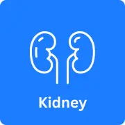 Kidney